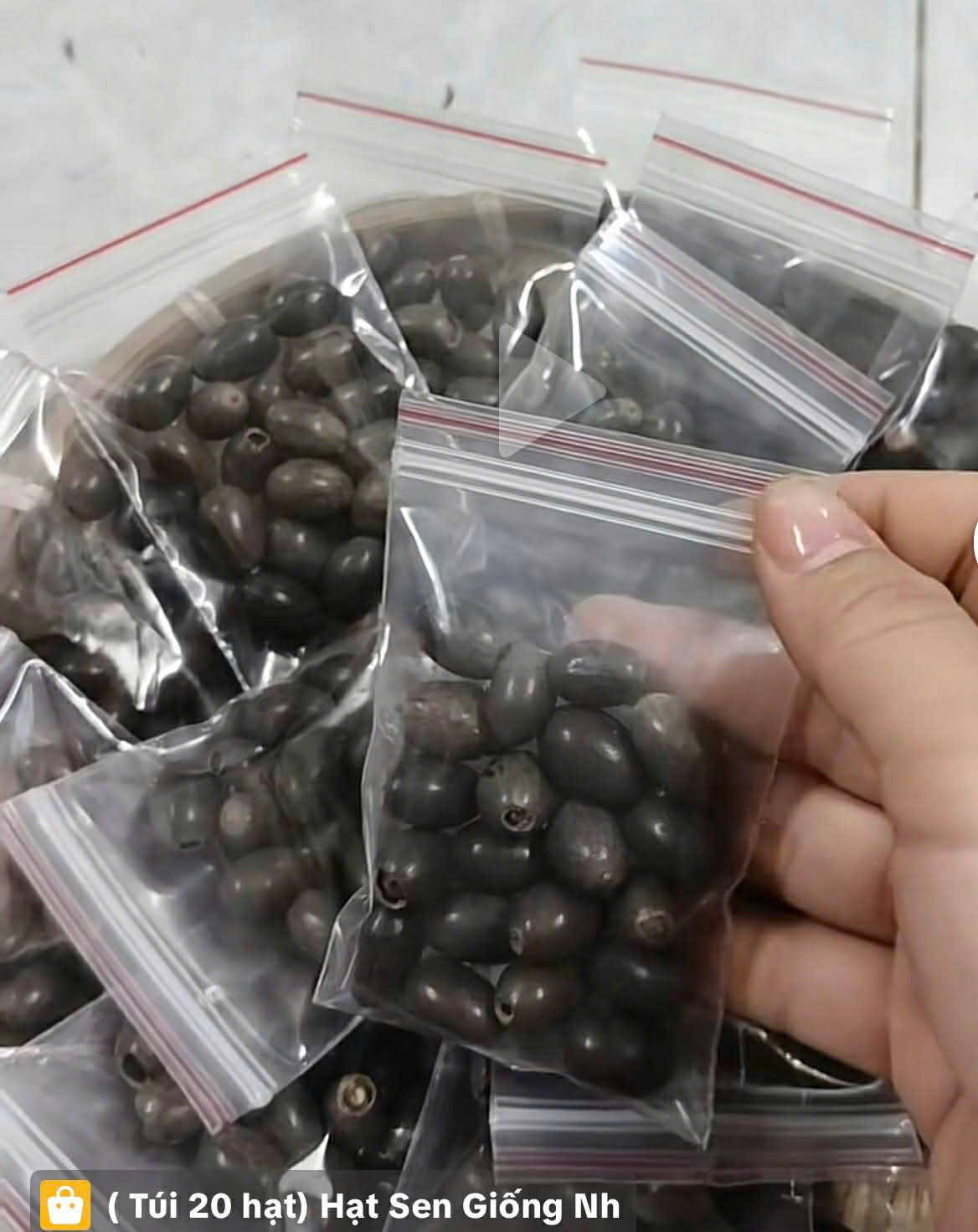 Hạt Giống Sen MiNi Ngũ Sắc đánh giá hình ảnh 2